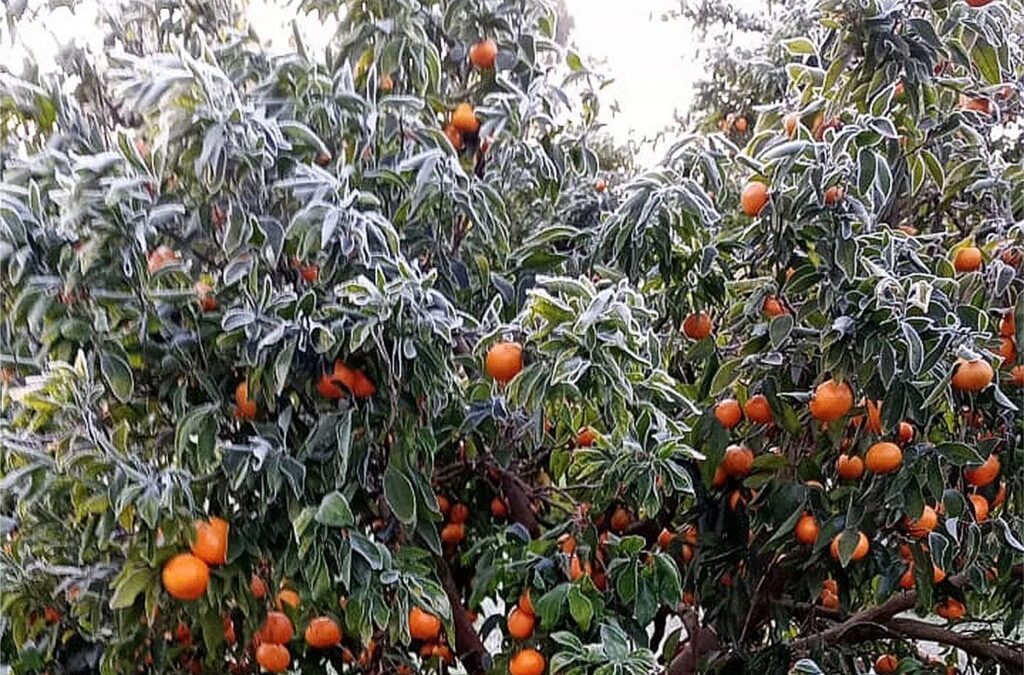 Colonia Racedo: el frío extremo acarrearía “consecuencias serias para la producción” citrícola