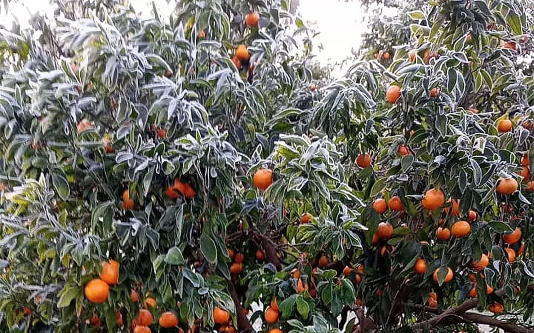 Citricultores piden la emergencia agropecuaria debido al impacto de las heladas