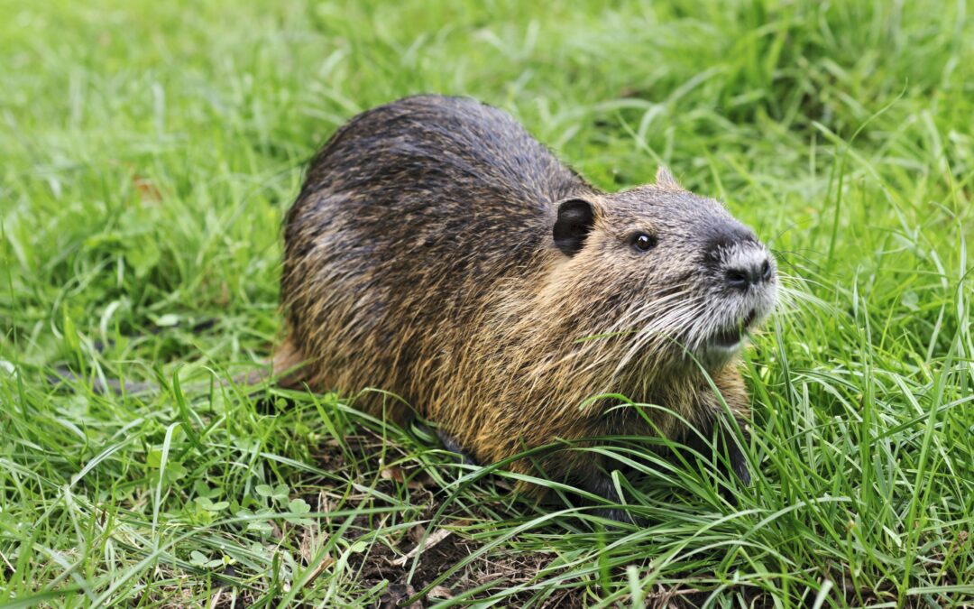 Temporada 2025 habilitada: El gobierno dio luz verde a la caza de nutria
