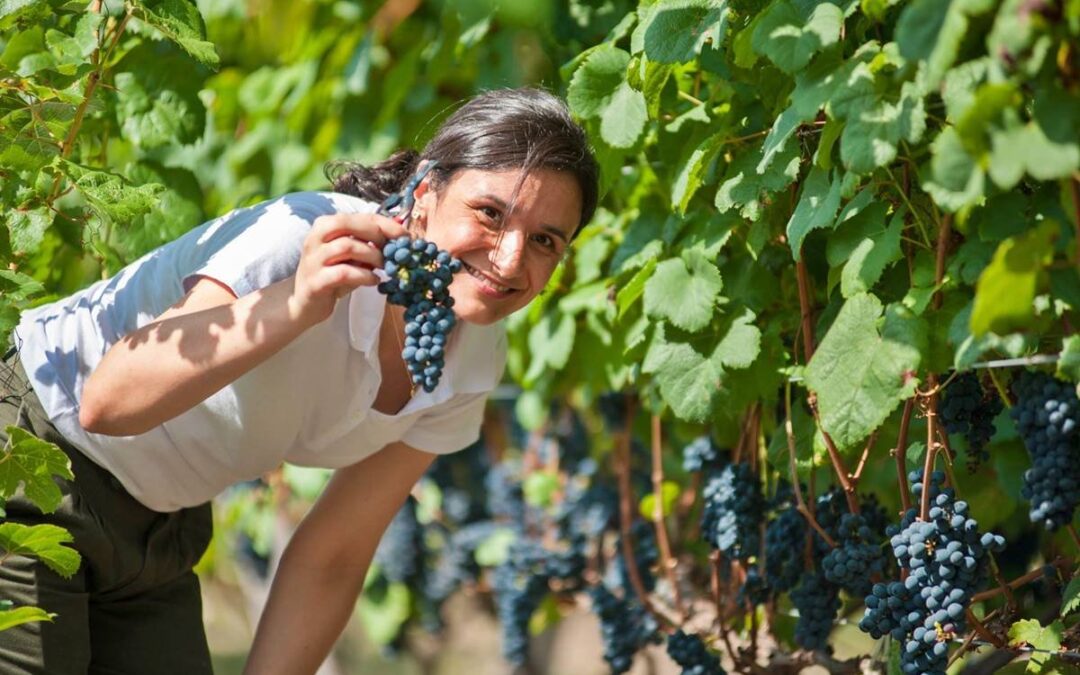 CONCORDIA; Desde el sector vitivinícola local abogan por una “ruta del vino» que lo potencie turísticamente