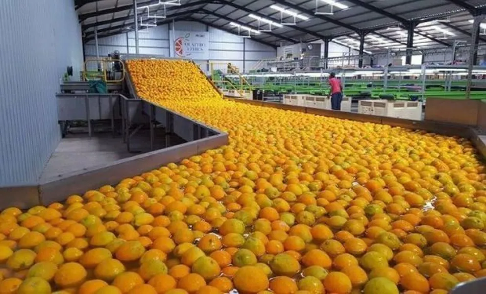 Acuerdo comercial con EE. UU.: El sector citrícola entrerriano espera ser parte