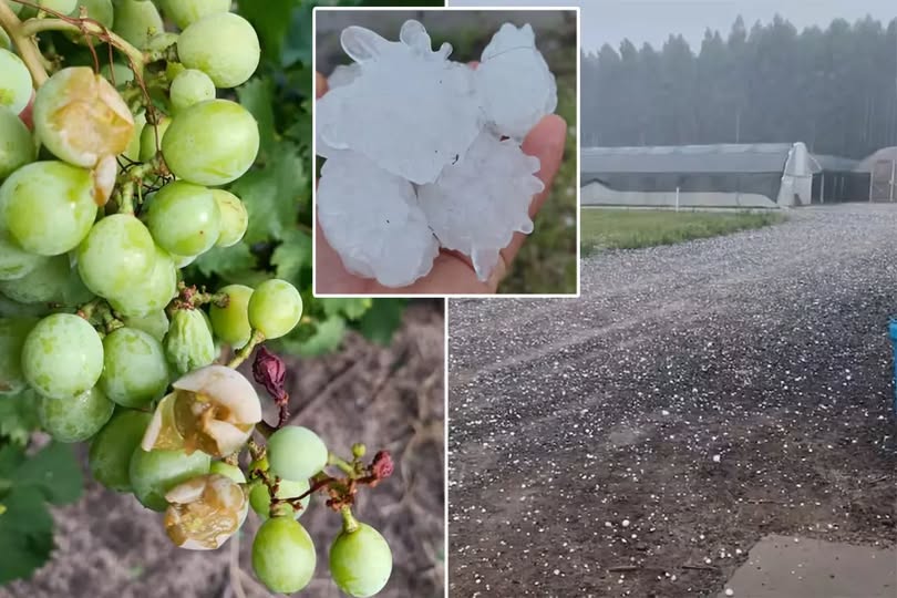 IMPORTANTE GRANIZADA AFECTÓ VIÑEDOS EN LA CRIOLLA DEL DEPARTAMENTO CONCORDIA