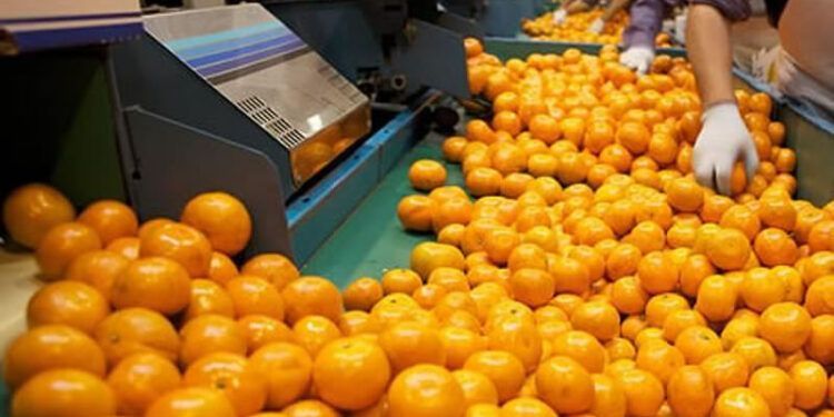 Se estiman pérdidas del 40 al 50 por ciento en las mandarinas argentinas