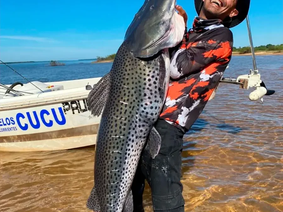 Capturó un surubí de 1,67 metros de largo y 50 kilos en el río Paraná: “el pescado de mis sueños”