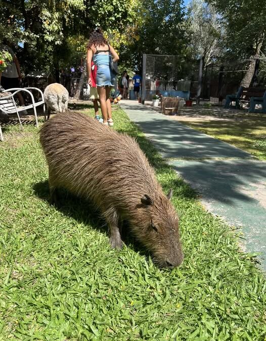 *Capivara: La Estrella Silvestre de Entre Ríos*