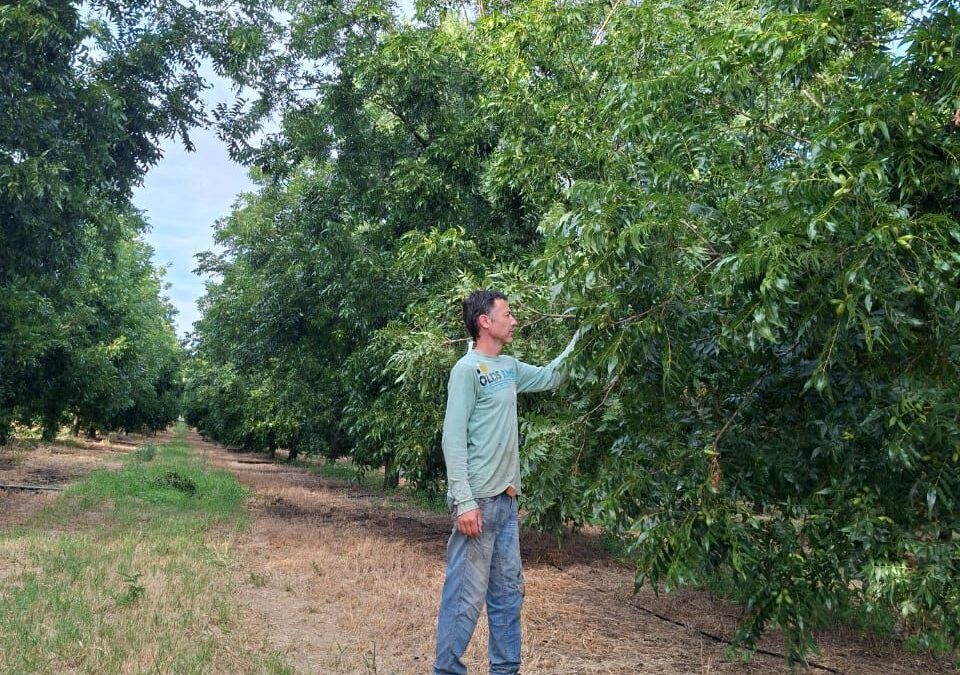 DE UNA PRUEBA CASUAL A UN PROYECTO CON FUTURO: SEBASTIÁN COULLERI Y LA PRODUCCIÓN DE NUEZ PECÁN EN COLONIA RACEDO