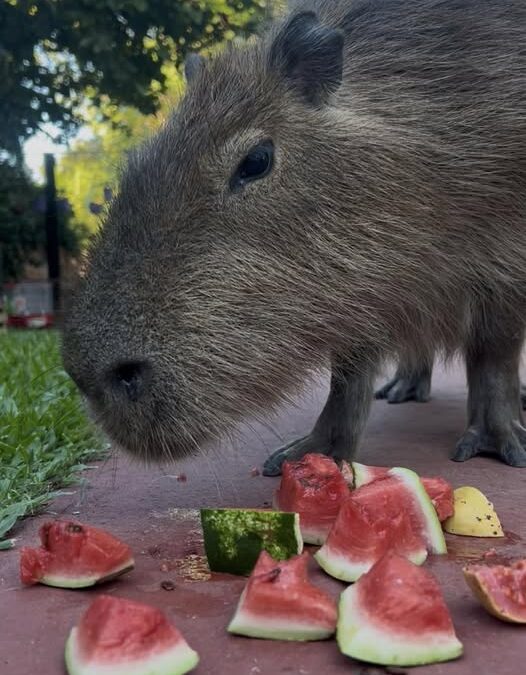 Según la CAME, Entre Ríos, y en ella Federación, entre los destinos más visitados del Verano 2026