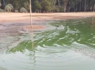 Frustración: suspendieron el Campeonato Entrerriano de Aguas Abiertas por la presencia de «verdín» en el lago de Concordia