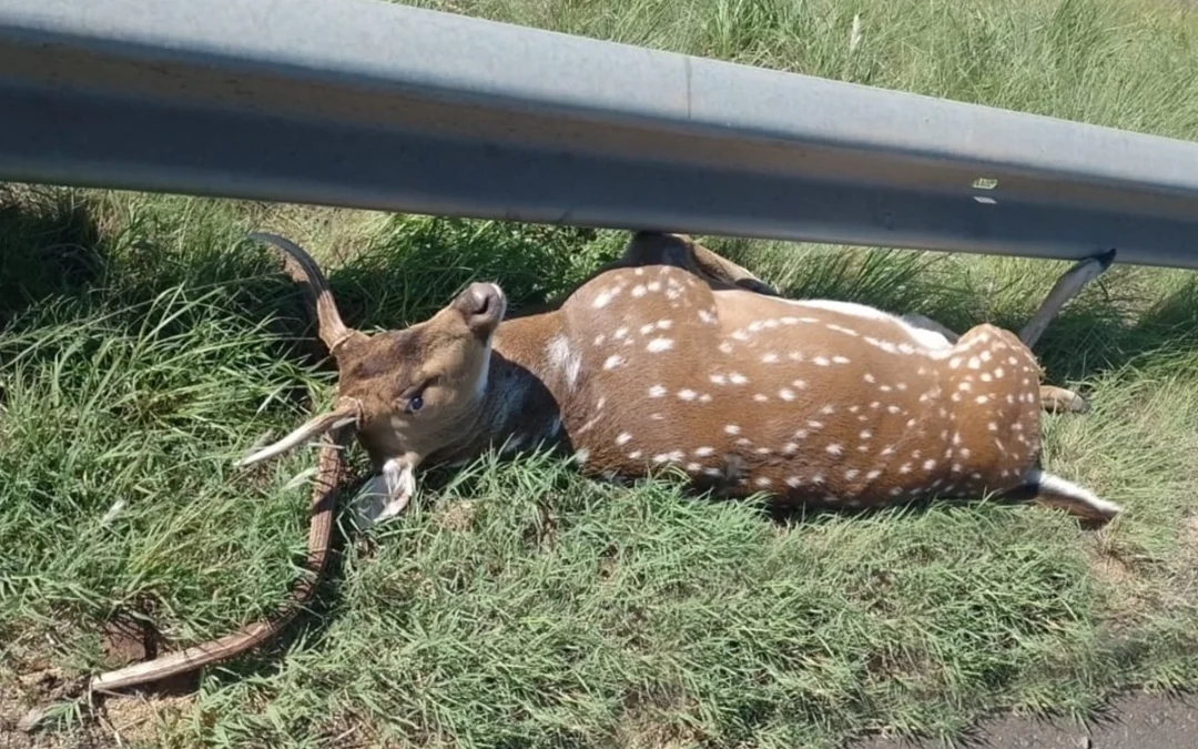 Un matrimonio despistó en la Ruta 14 chocar tras colisionar contra un ciervo