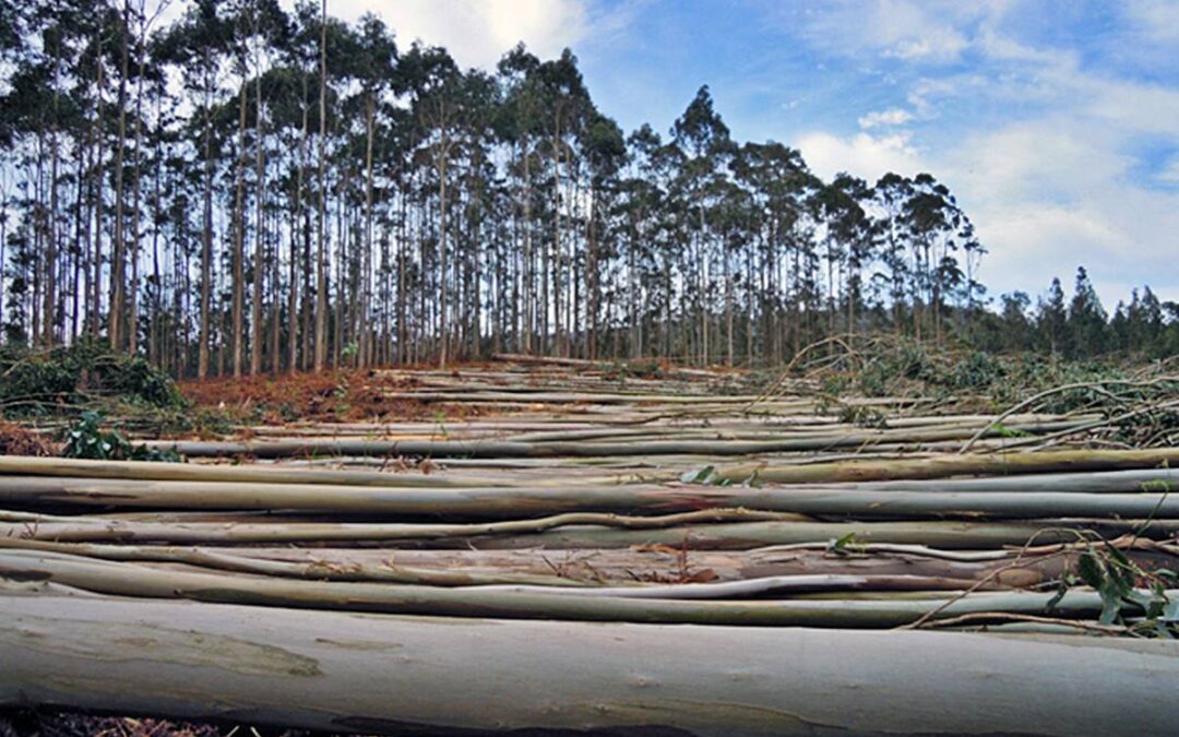 El sector forestal de Entre Ríos analiza el impacto regional de la megaplanta de celulosa correntina