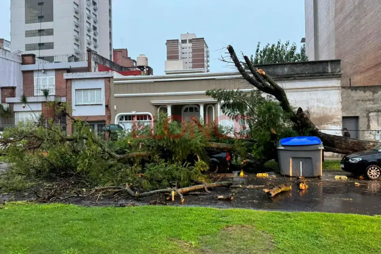 Temporal en Paraná: un árbol de gran porte cayó sobre un auto y le provocó graves daños