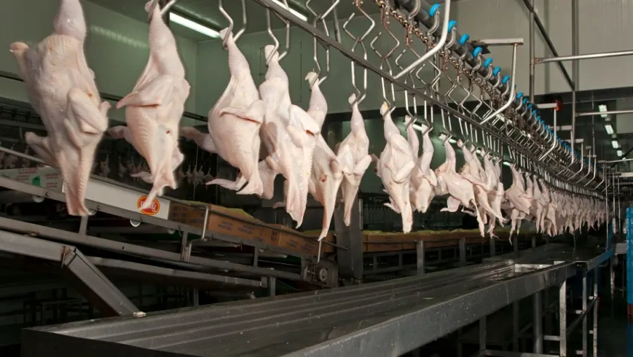 Principales faenas, consumo y precios: la actividad avícola sigue posicionando a la provincia