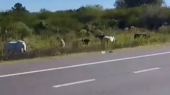 Peligro latente en la Autovía 14: tras el impactante accidente en zona de Concordia, volvieron a aparecer caballos sueltos en el mismo lugar