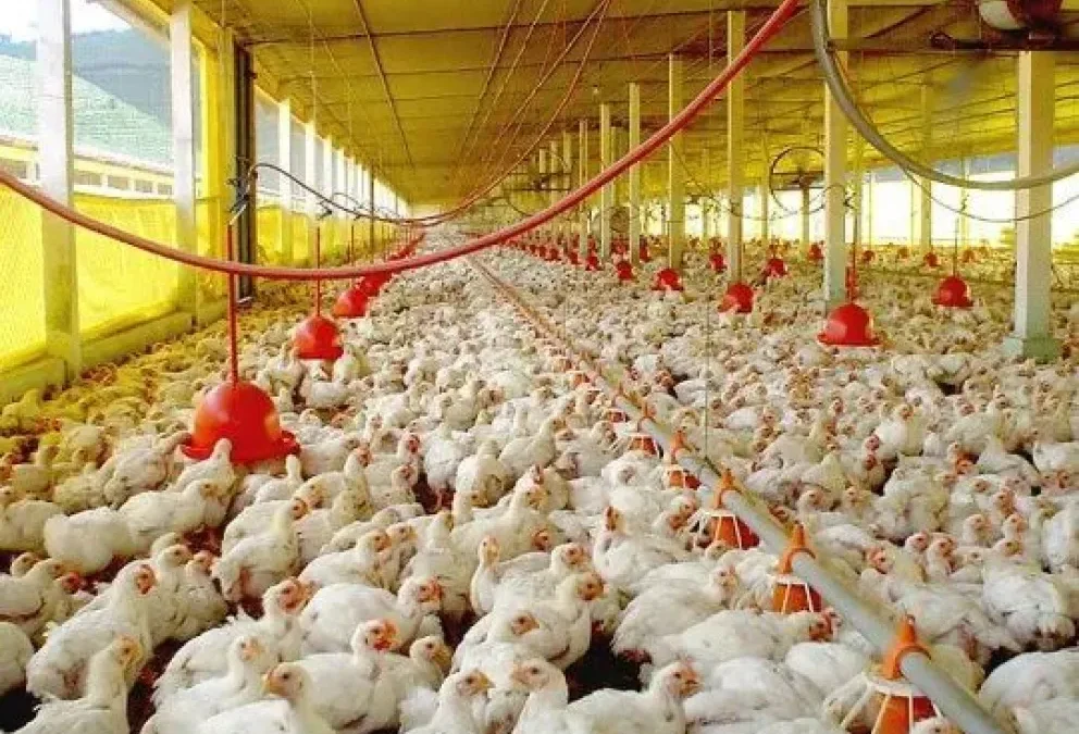 Productores avícolas entrerrianos preocupados por el crecimiento de las importaciones
