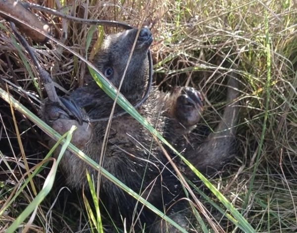 Increíble hallazgo de una “cría de Oso Hormiguero” en una zona que jamás fue registrada