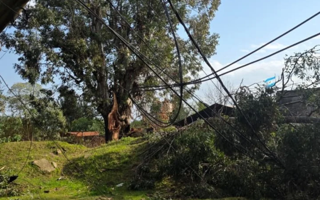 Una mujer murió en Osvaldo Magnasco durante el temporal tras la caída de un árbol sobre su vivienda
