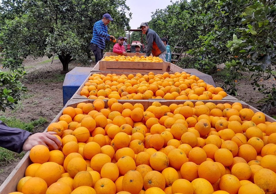 Alerta para el campo entrerriano por la crisis en la citricultura y otrossectores productivos