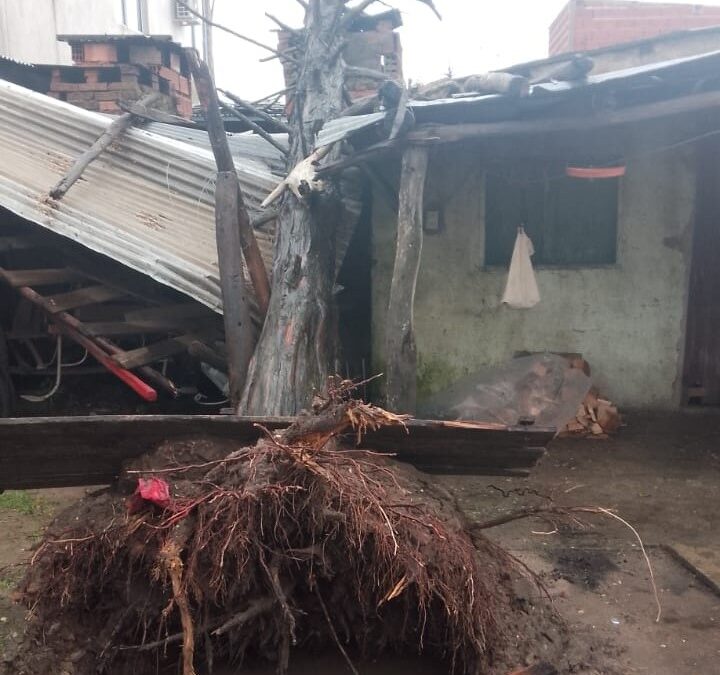 Árbol cayó sobre un galpón, tras la fuerza de la tormenta de este miércoles en Chajarí