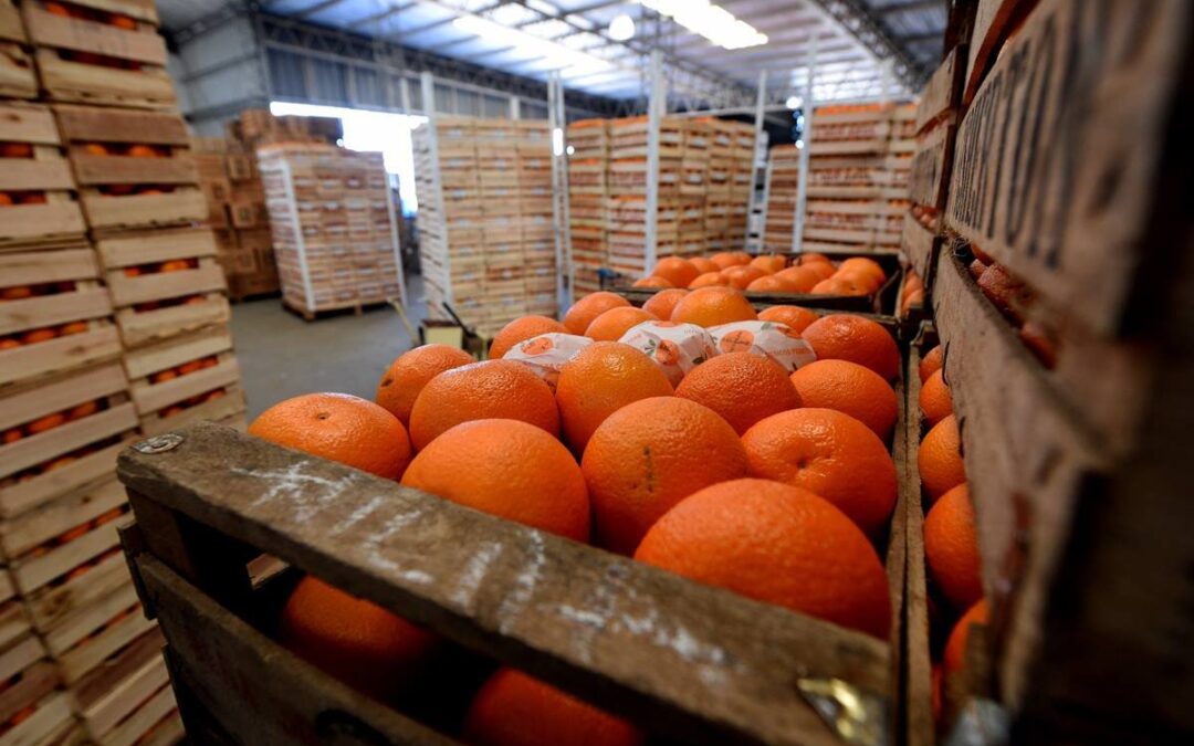 El citrus sigue en rojo con una caída del 38% en el valor de las exportaciones