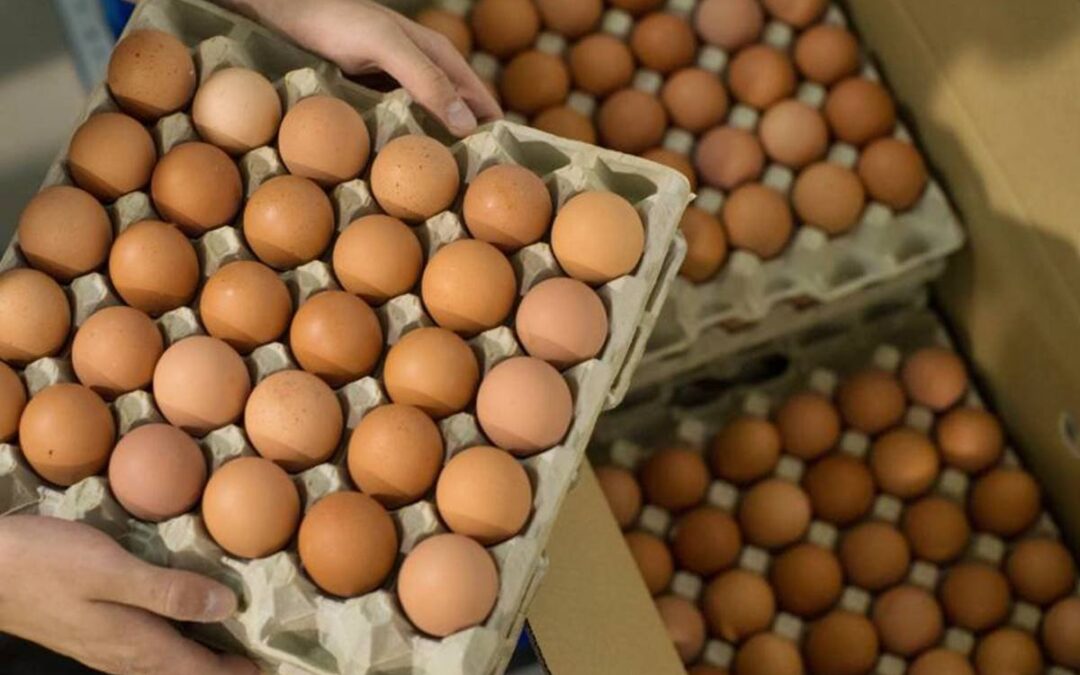 Argentina se acerca a un récord de 440 huevos anuales por habitante y Entre Ríos acompaña con más producción